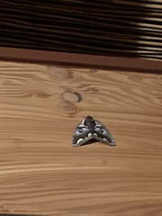 Polythysana cinerascens