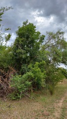 Pouteria gardneriana