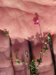 Indigofera sarmentosa