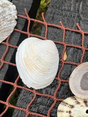 Retrotapes exalbidus