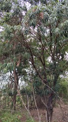 Pouteria gardneriana