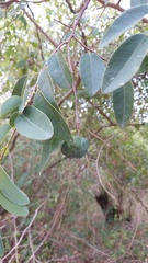 Annona emarginata
