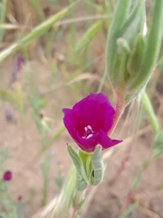Clarkia purpurea