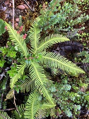 Sticherus quadripartitus