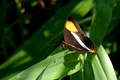 Adelpha syma