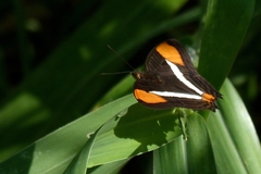 Adelpha syma