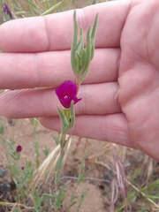 Clarkia purpurea