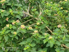 Lantana camara