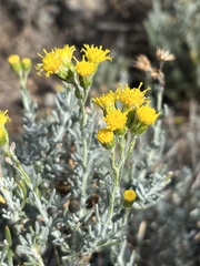 Senecio patagonicus