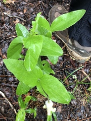 Clematis ochroleuca