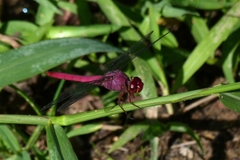 Anisoptera