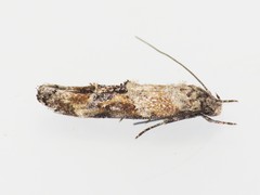 Mompha stellella