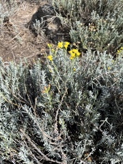 Senecio patagonicus