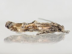 Mompha stellella