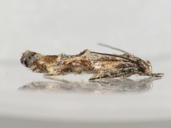 Mompha stellella