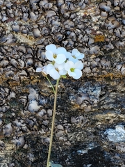 Physaria purpurea