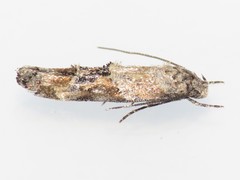 Mompha stellella