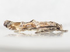Mompha stellella