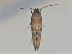 Mompha stellella