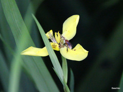 Trimezia martinicensis
