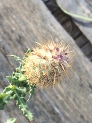Centaurea polyacantha