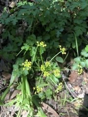 Tauschia kelloggii