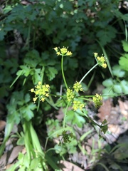 Tauschia kelloggii