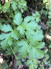 Tauschia kelloggii