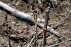 Anisoptera