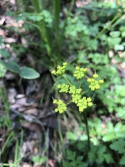 Tauschia kelloggii