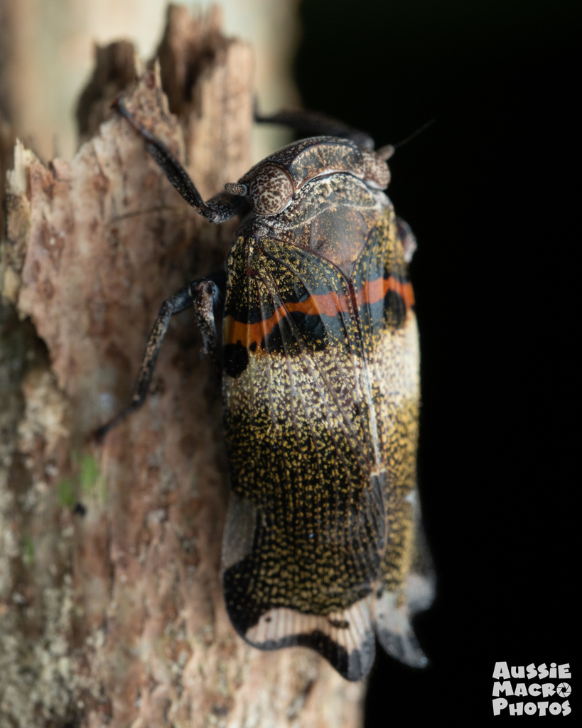 Euronotobrachys sinuata