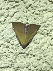 Phytometra rhodarialis