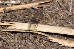Anisoptera