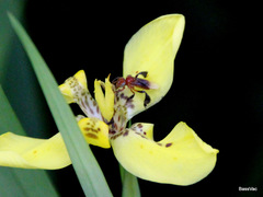 Tetragonilla atripes