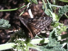 Erynnis meridianus