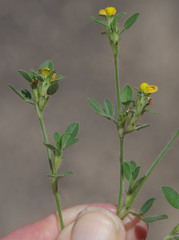 Stylosanthes viscosa