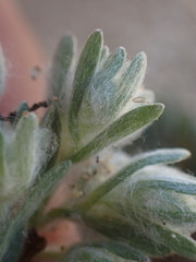 Lasiopogon