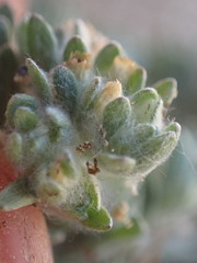 Lasiopogon