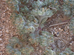 Lasiopogon