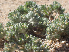 Lasiopogon