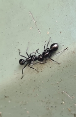 Polyrhachis mackayi