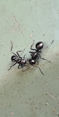 Polyrhachis mackayi