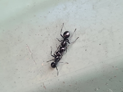 Polyrhachis mackayi