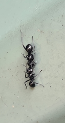 Polyrhachis mackayi