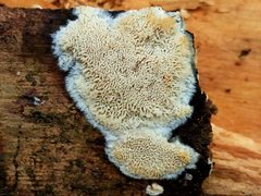 Steccherinum nitidum