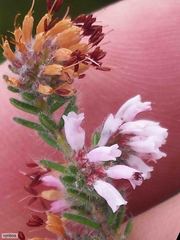 Erica ericoides