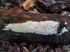 Steccherinum nitidum