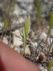 Festuca octoflora