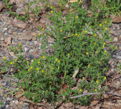 Stylosanthes viscosa