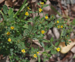 Stylosanthes viscosa